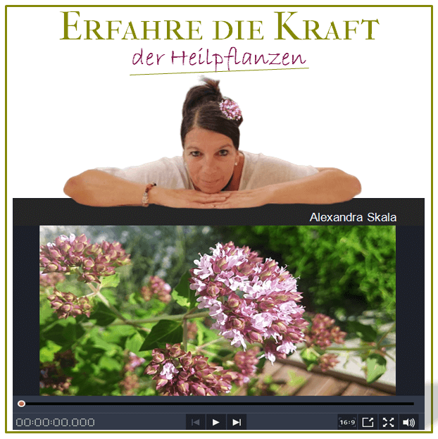 Thumbnail_Challenge_Die_Kraft_der_Heilpflanzen2