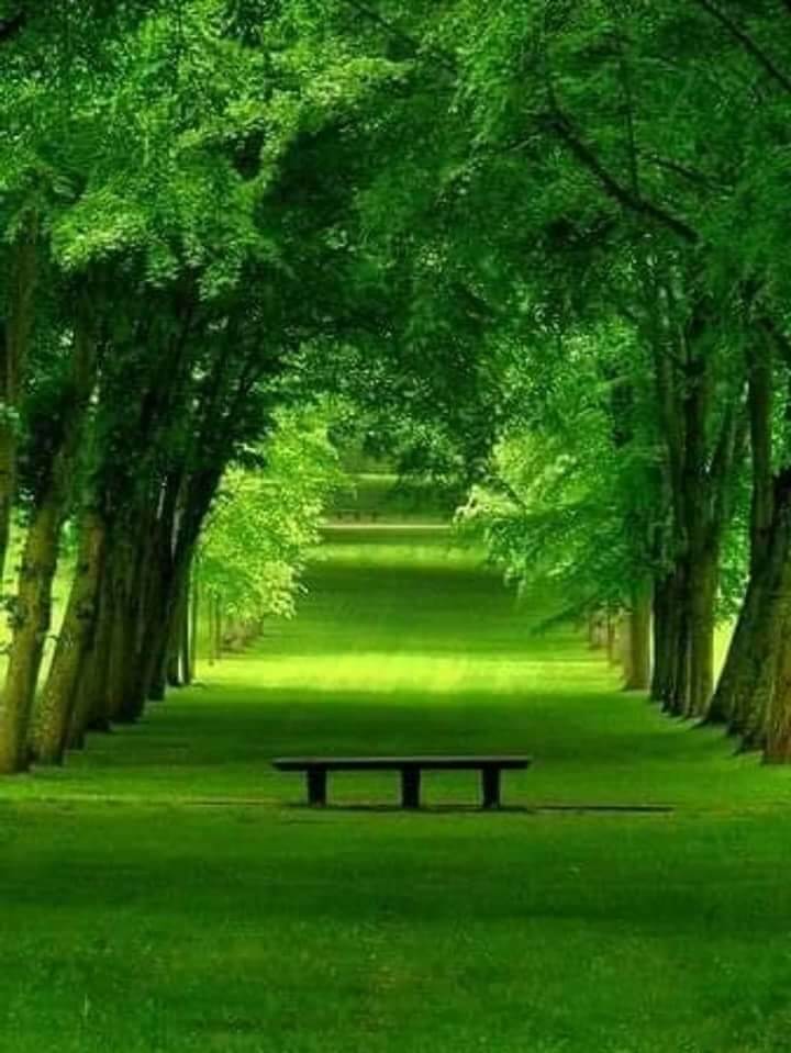 Grüne Allee im Park - Monika inGenesung