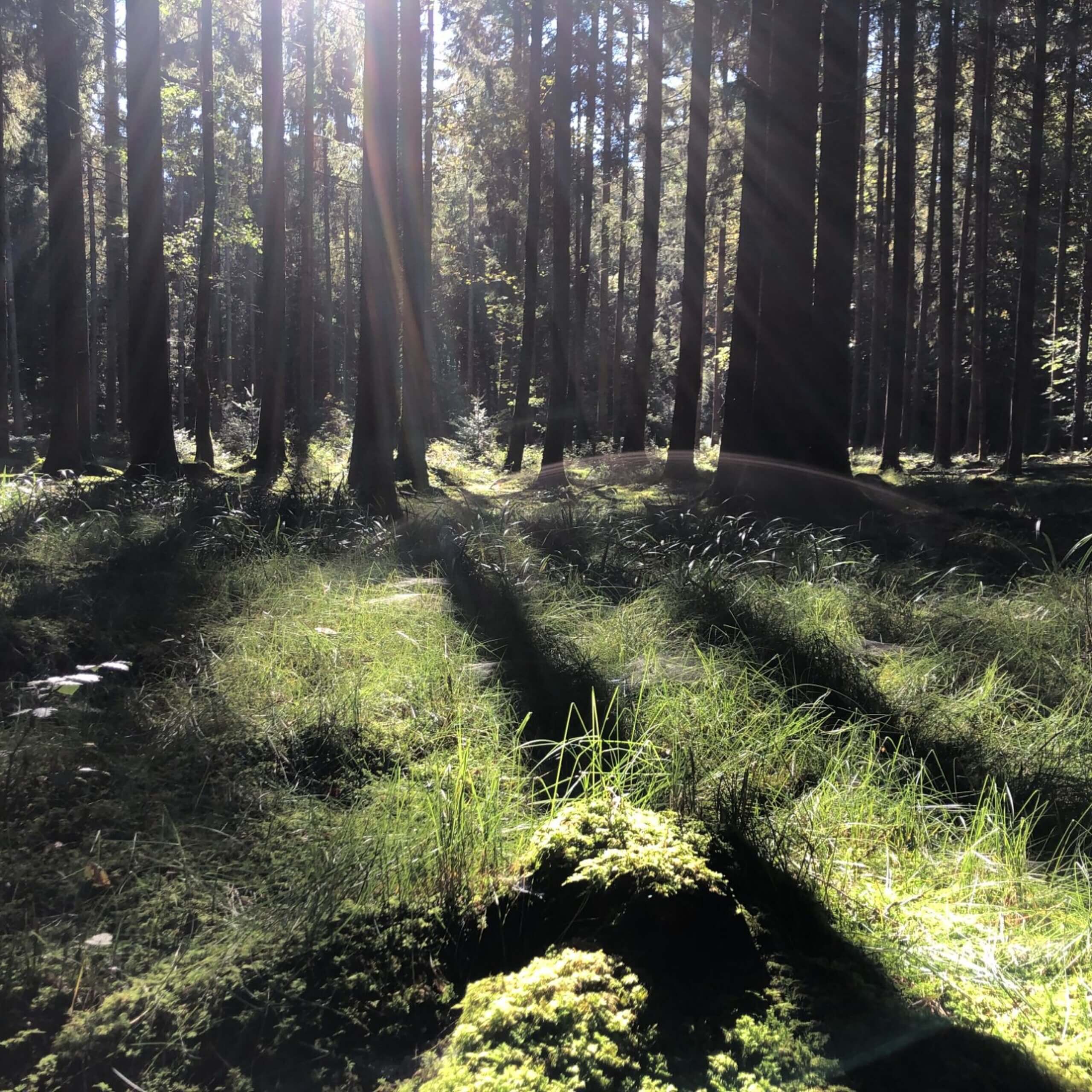 02-2026_Freebie_Thumbnail_3000x3000 - Pia Funcke